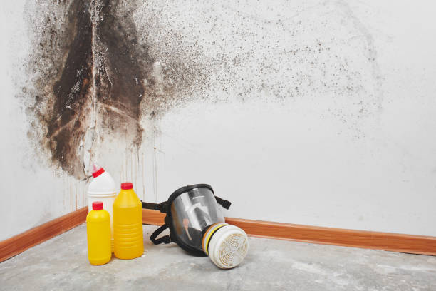 Best Crawl Space Mold Removal  in Campbellsport, WI