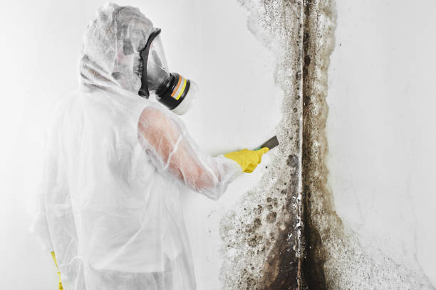 Best Mold Remediation Services  in Campbellsport, WI