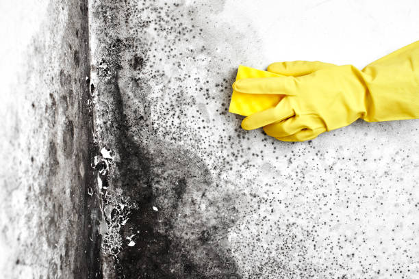 Best Emergency Mold Removal  in Campbellsport, WI