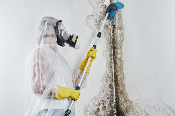 Best Mold Testing  in Campbellsport, WI
