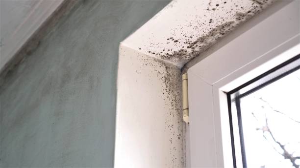 Best Mold Testing  in Campbellsport, WI