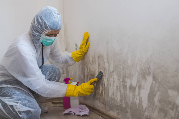 Best Black Mold Removal  in Campbellsport, WI