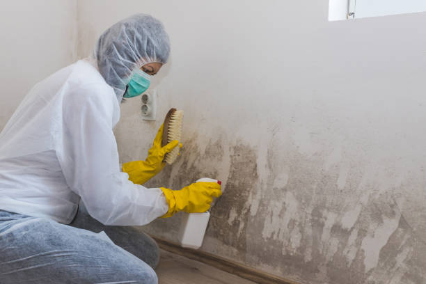 Best Best Mold Removal Companies  in Campbellsport, WI