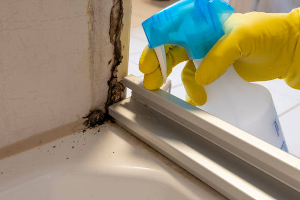 Best Affordable Mold Removal  in Campbellsport, WI