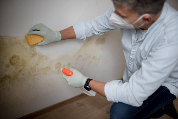 Best Toxic Mold Removal  in Campbellsport, WI