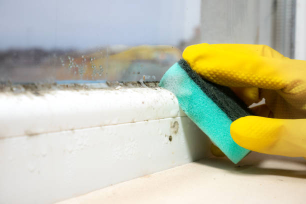 Best Fast Mold Removal  in Campbellsport, WI