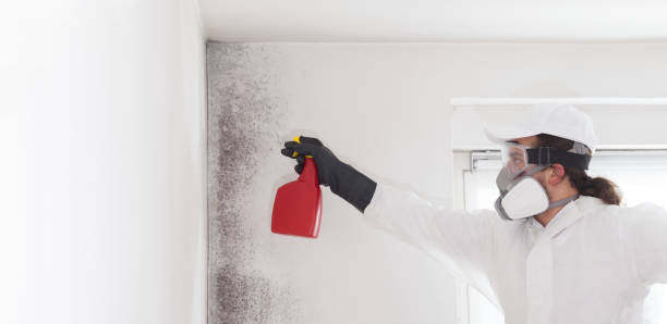 Best Commercial Mold Removal  in Campbellsport, WI