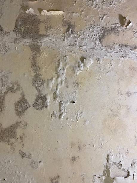 Mold Testing and Removal in Campbellsport, WI