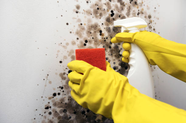 Best Home Mold Removal  in Campbellsport, WI