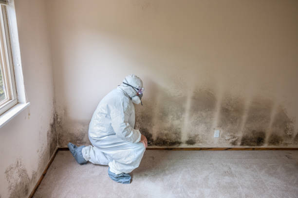 Best Mold Removal Process  in Campbellsport, WI