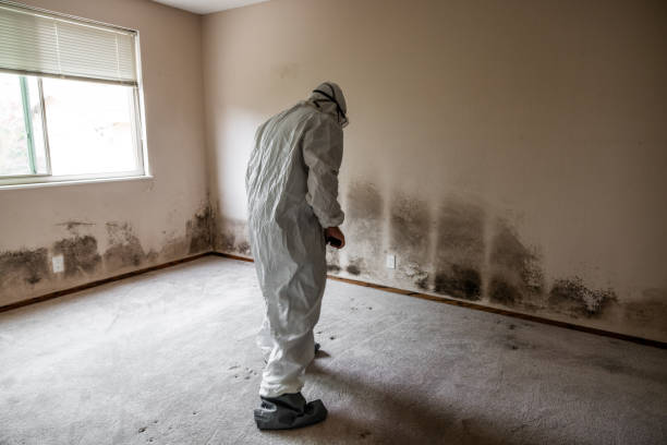 Best Attic Mold Removal  in Campbellsport, WI