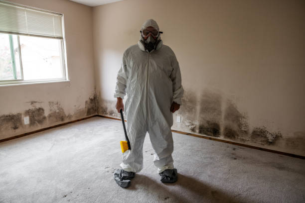 Best Same-Day Mold Removal  in Campbellsport, WI