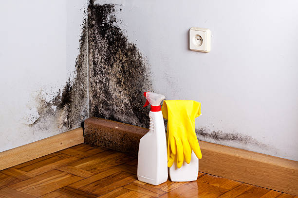 Best Mold Cleaning Services  in Campbellsport, WI