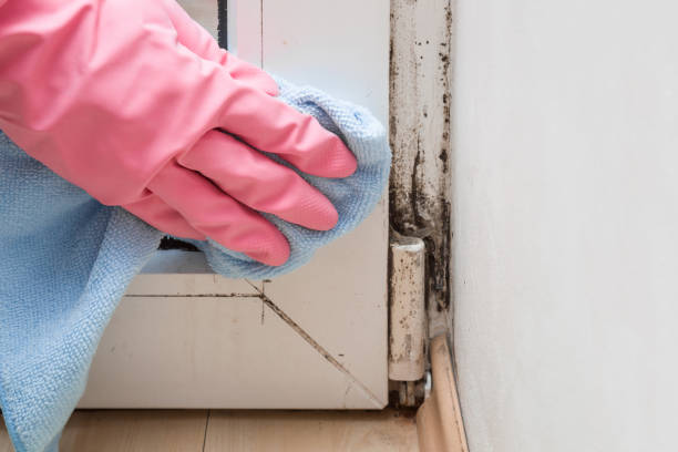 Best Professional Mold Removal  in Campbellsport, WI